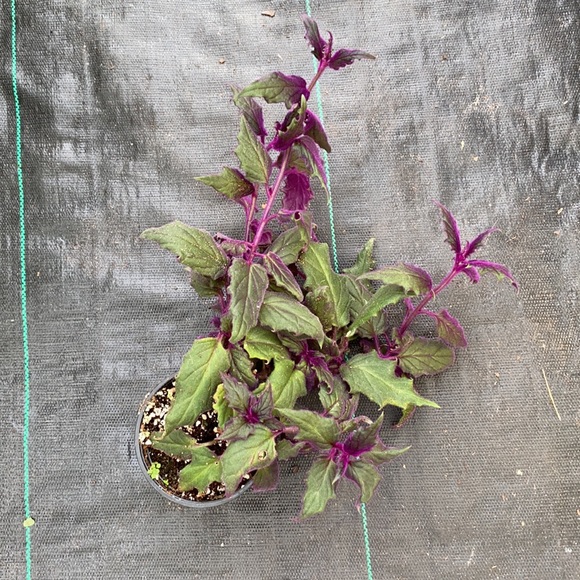 PURPLE HAZE🪴 - Picture 2 of 5